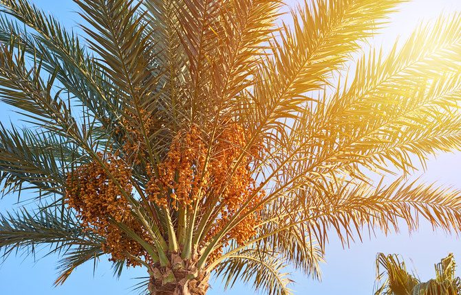 The value of Saudi Arabia’s date exports increased by 14 percent in 2023. (NCPD)