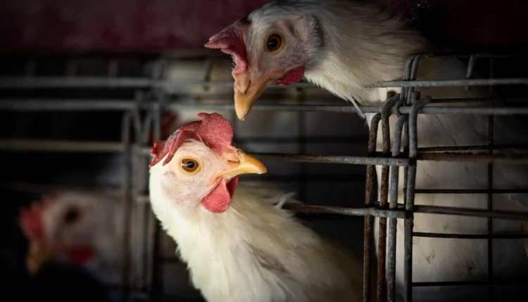 Australia's third poultry farm has detected H7 bird flu