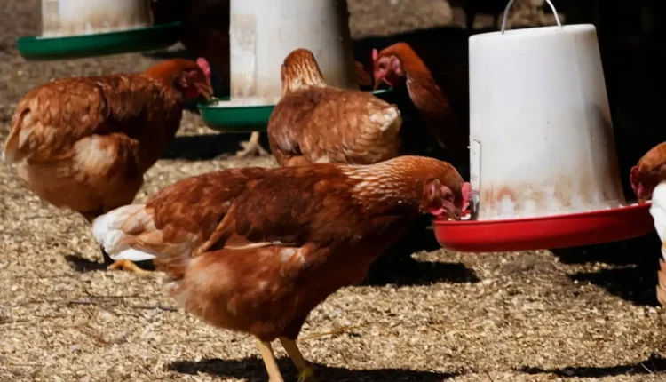 The H5N2 avian flu's first fatal human case has been found
