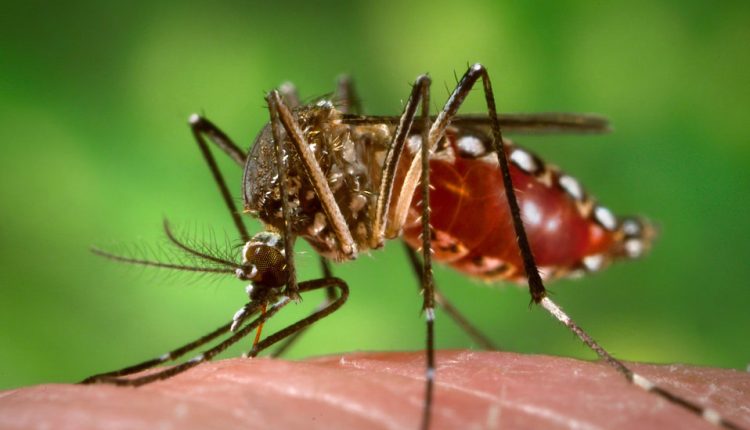 Dengue cases rise in ME36 with one fatality reported