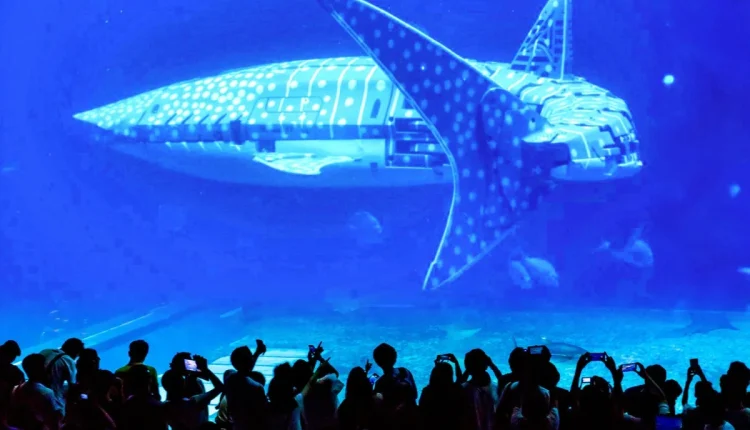 Whale sharks can live up to 130 years in the wild, but most of the time they only live five years in aquariums.