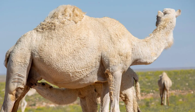 Camels have long been a vital source of food and medicine, passed down through generations, and have become an essential element of Arab culture and heritage.