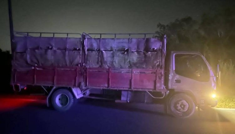 The truck was transporting 13 cows, weighing a total of over 8,450 kilograms, without any valid documentation.