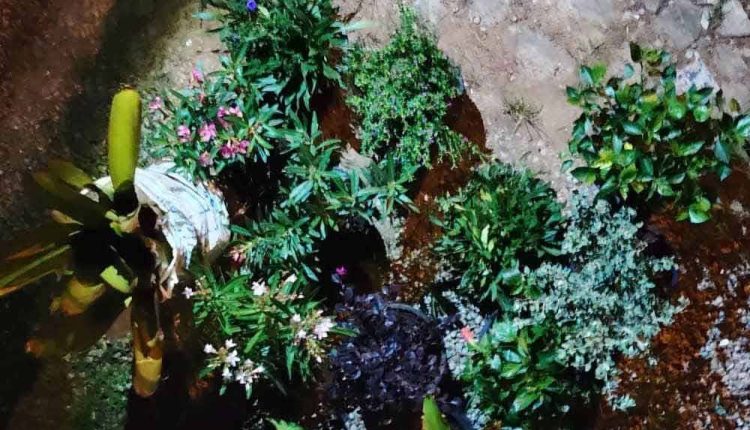 More than 2,000 flower saplings, including Willow, Lavender, Texas Sage, Oleander, and others, suspected to have been smuggled from Thailand.