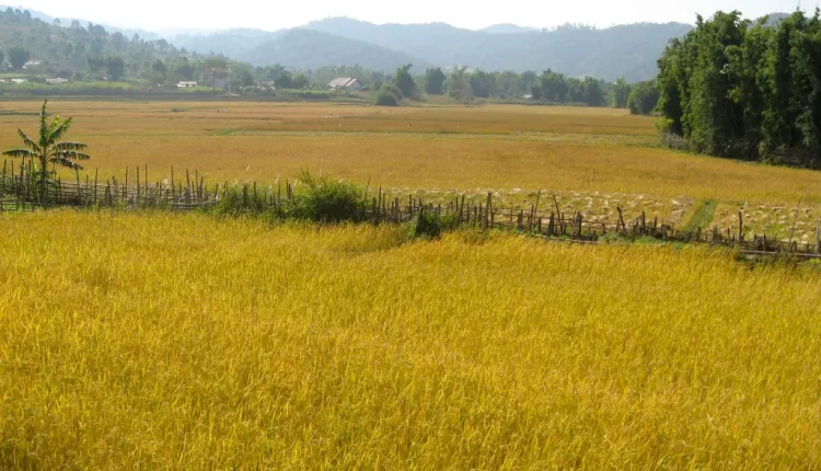 Farmers in several districts of the state have temporarily postponed the rice harvesting process until the government announces the new floor price for rice this Thursday.